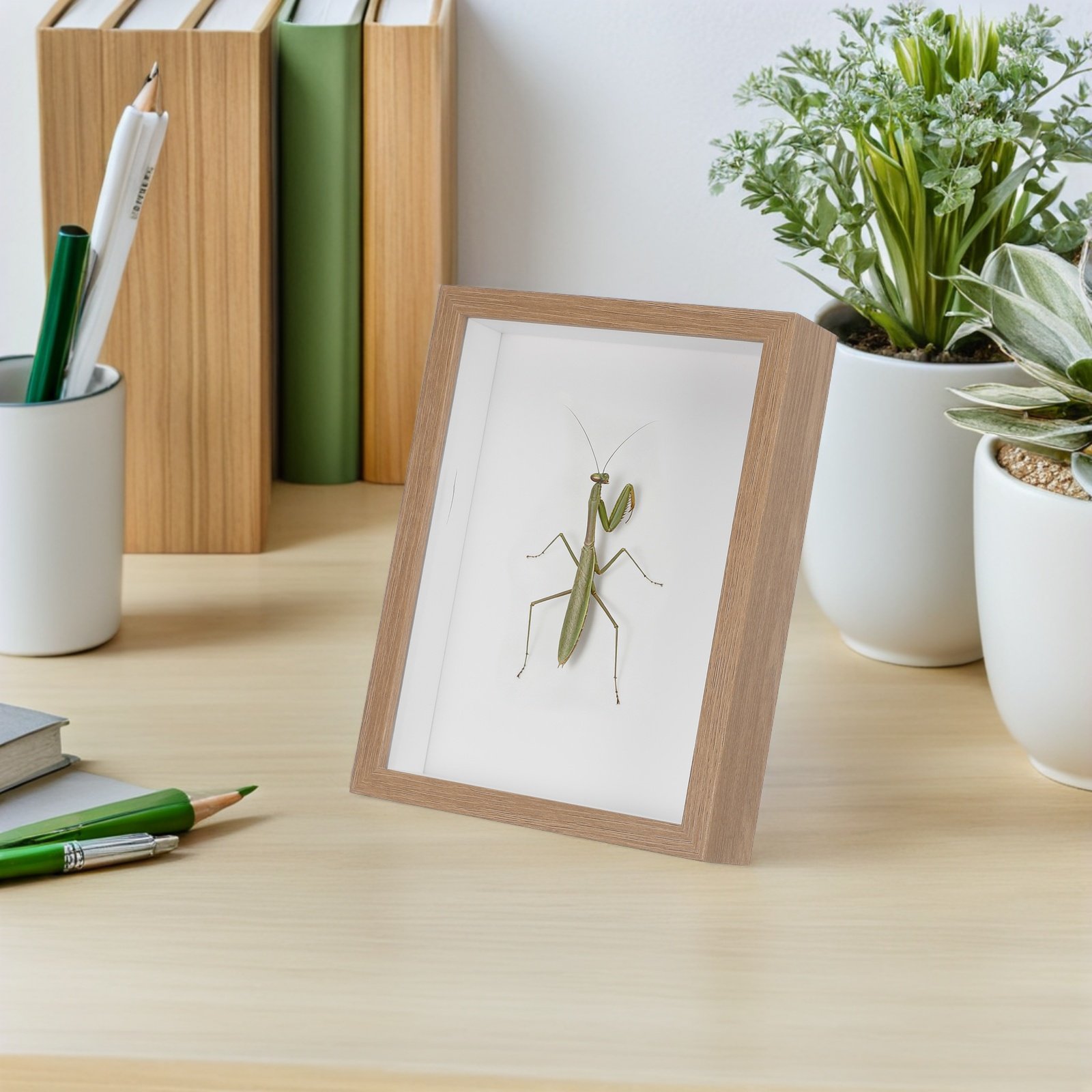 Wooden Framed Bug Display Case – обзор и цена Frame Display Wood
